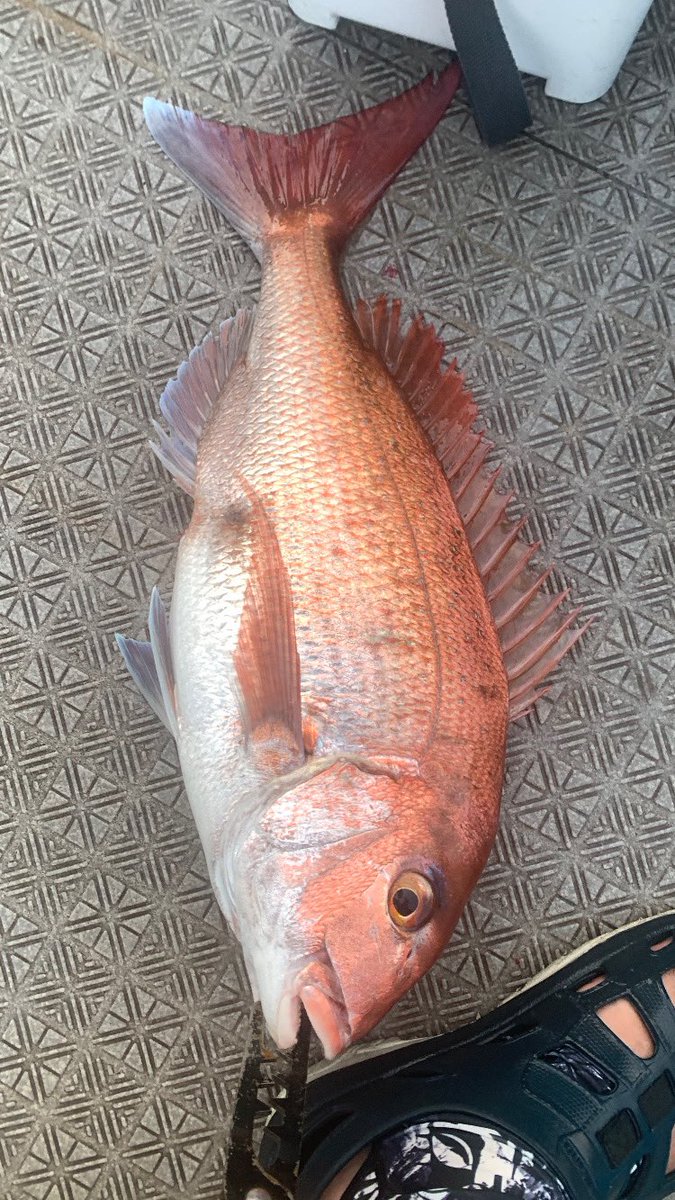 tanuki5544's tweet photo. タイジグなんとか釣れました。
めっちゃバラし多かったのでフックのセッティング見直さないとですね。

#タイジグ
#湾ナビ https://t.co/M0eRwcjBOB