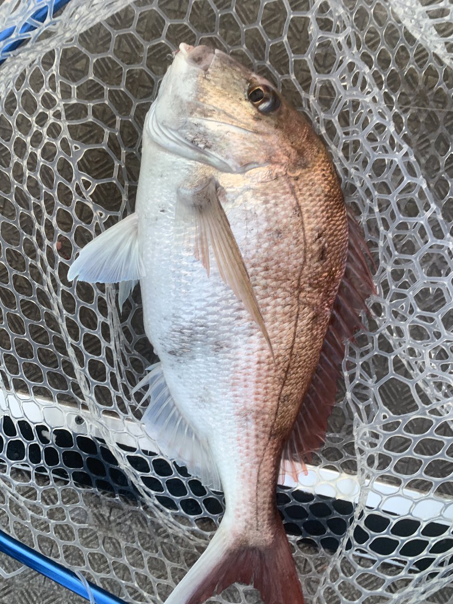 tanuki5544's tweet photo. タイジグなんとか釣れました。
めっちゃバラし多かったのでフックのセッティング見直さないとですね。

#タイジグ
#湾ナビ https://t.co/M0eRwcjBOB