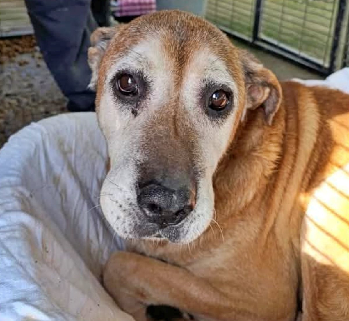SosAbuelos1's tweet photo. #Lleida
Contacto: adoptapeludosbc@gmail.com
Es tan triste como parece, pero el abuelito #ALMEC de 10 añitos, ha vuelto a la prote. Tiene un pasado que es un verdadero infierno; vivió entre ratas, basura, soledad y miedo. Nunca conoció la paz, ni el cariño. Y ahora, si nadie lo remedia, tendrá que vivir en el refugio y, ¡no es justo!!
Es sociable, mimoso y tranquilo, aun habiendo vivido en ese lugar.
Por favor te pedimos... Dale una oportunidad!!