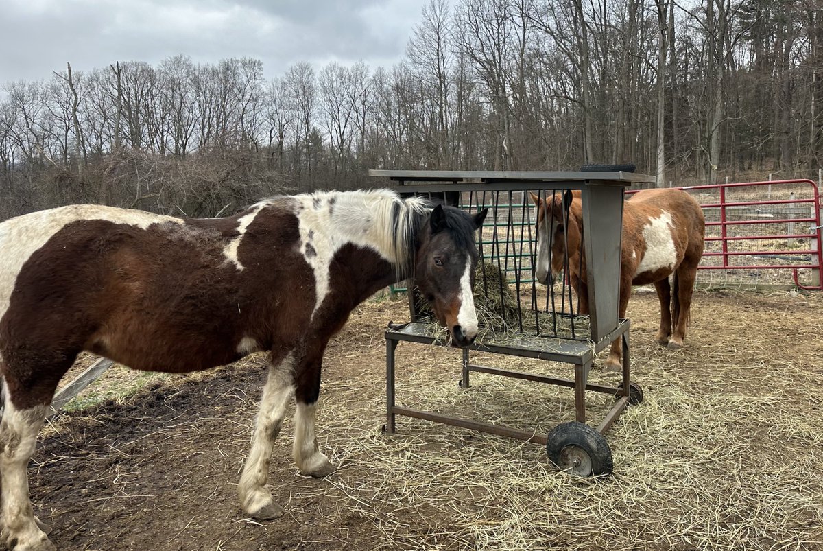 IthacaWeek's tweet image. Saoirse Pastures receives non-divisible produce from GreenStar Food Co+op, @Wegmans  and Friendship Donations Network. Student journalist Kinsey Burr covered the story for Ithaca Week. ithacaweek-ic.com/16843/communit…