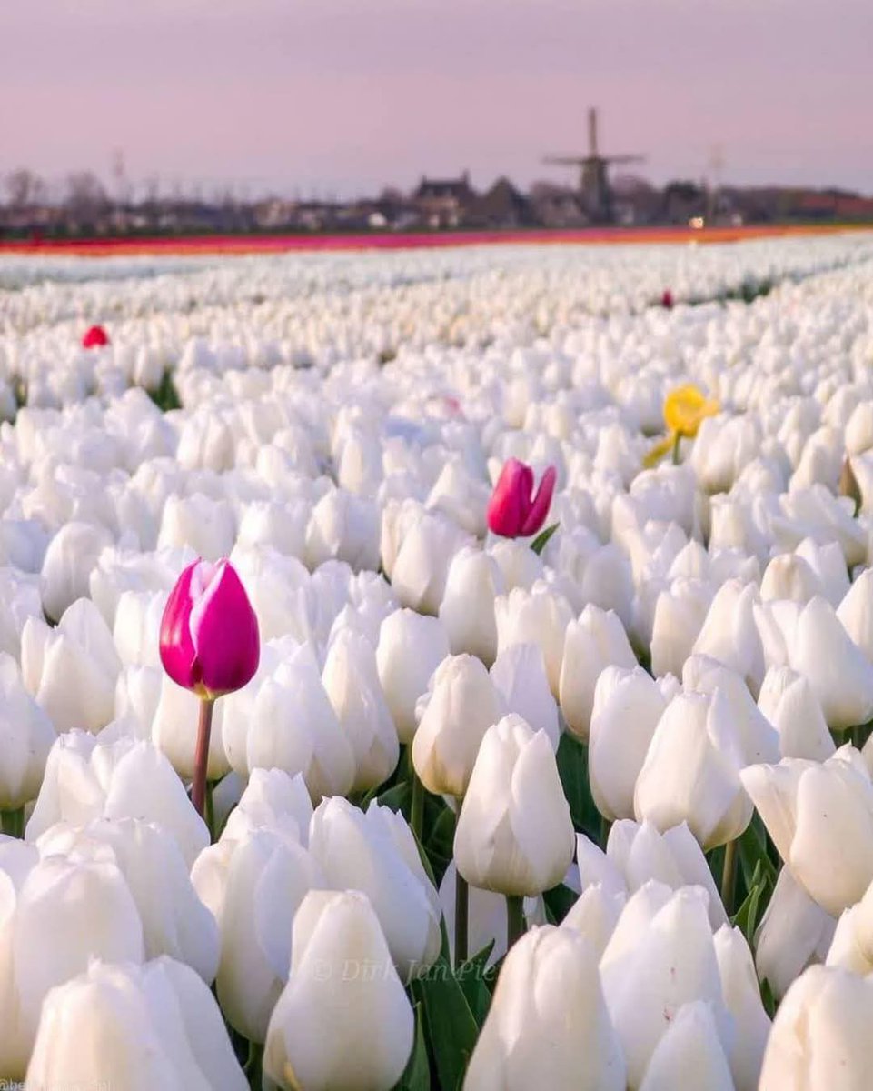 Tulip gardens , Netherlands 🇳🇱