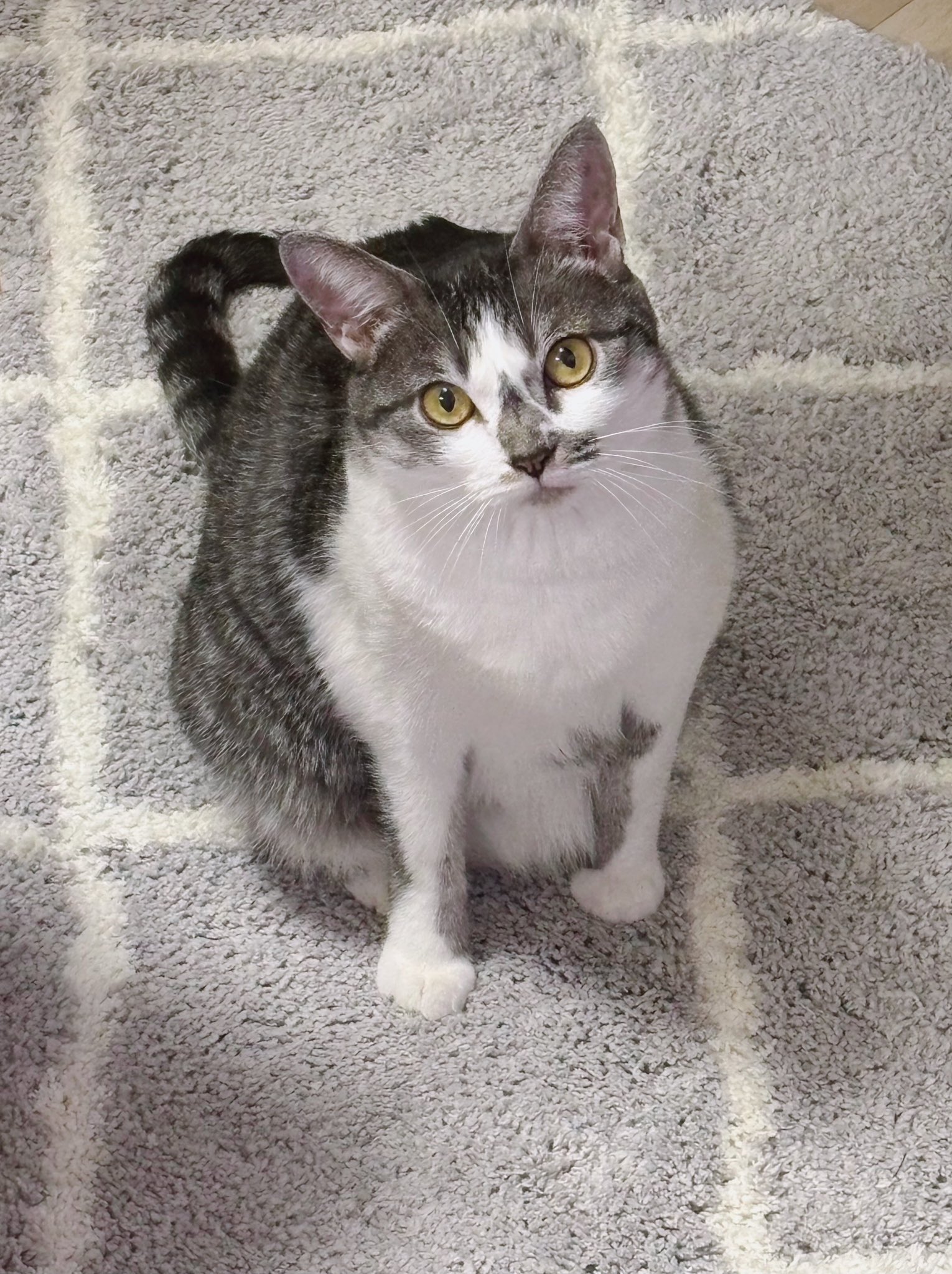 楽天市場】猫おもちゃ ねこじゃらし 羽 昆虫 ふわふわ 交換用