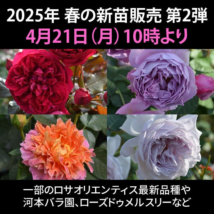 ウンディーネ 正規苗 バラ苗 ロサオリエンティス 園芸ネット本店