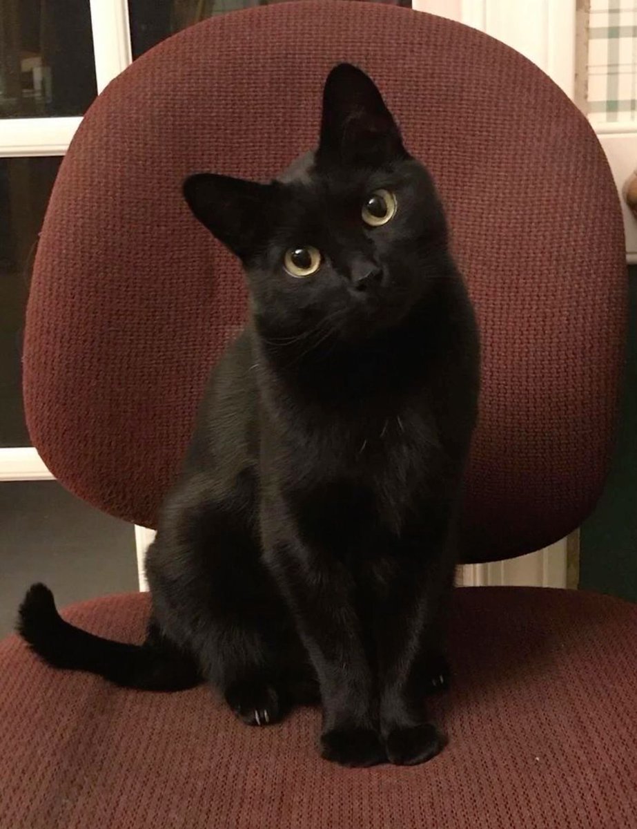 Black cats are not bad luck (@visualscat) on Twitter photo 