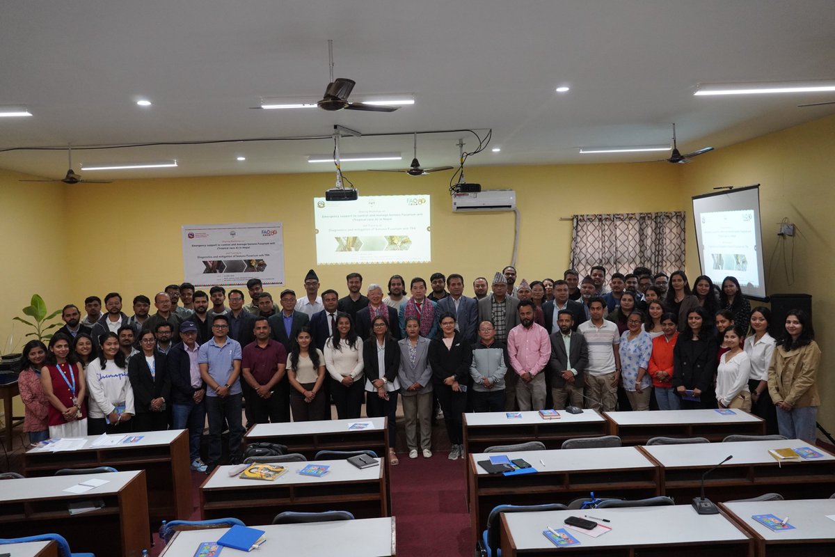 FAO in Nepal (@faonepal) on Twitter photo FAO, PQPMC and NARC successfully held a stakeholder workshop on Banana Fusarium Wilt (FoC TR4) . The event capacitated diagnostic skills & disease management strategies under a regional TR4 initiative.
<a href="/kenshimizu_fao/">Ken Shimizu</a>
<a href="/FAOAsiaPacific/">FAO Asia Pacific</a>
#BetterTogether #LearningSharing FAO, PQPMC and NARC successfully held a stakeholder workshop on Banana Fusarium Wilt (FoC TR4) . The event capacitated diagnostic skills & disease management strategies under a regional TR4 initiative.
<a href="/kenshimizu_fao/">Ken Shimizu</a>
<a href="/FAOAsiaPacific/">FAO Asia Pacific</a>
#BetterTogether #LearningSharing