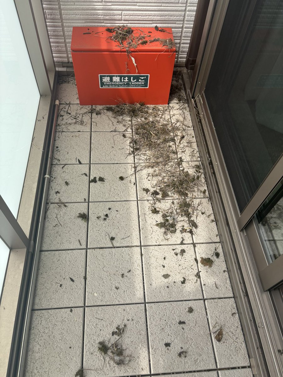 Dead_Blue_poke's tweet photo. 集団ストーカーに嫌がらせされてるのかと思ったら鳥に巣を作られていました。。。 https://t.co/YoehQgjhNM