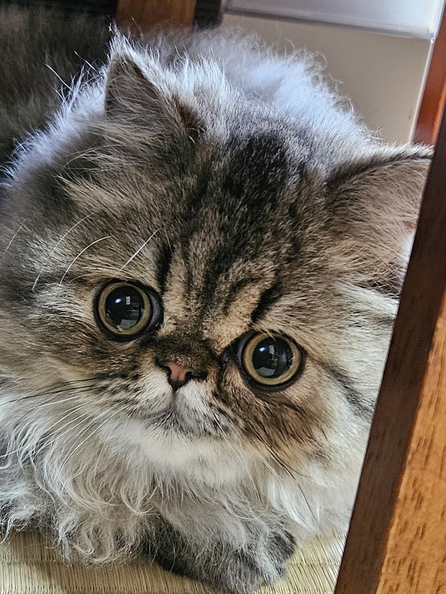 joss_aqua's tweet photo. 新しい家族が増えました
ペルシャの　ぽちょ　♀️です

#猫好きさんと繫がりたい　#ペルシャ猫　#猫のいる暮らし https://t.co/JlOIXSokFZ