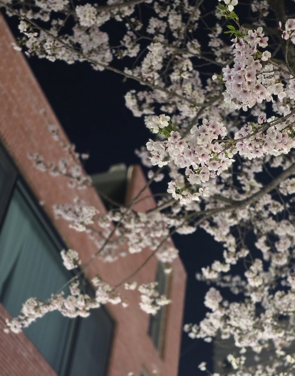 monika_acafan's tweet photo. #cherryblossominkorea #springinKorea #Tawan_V 
Tay's lens                                                  Mine https://t.co/N4HaDnMXno