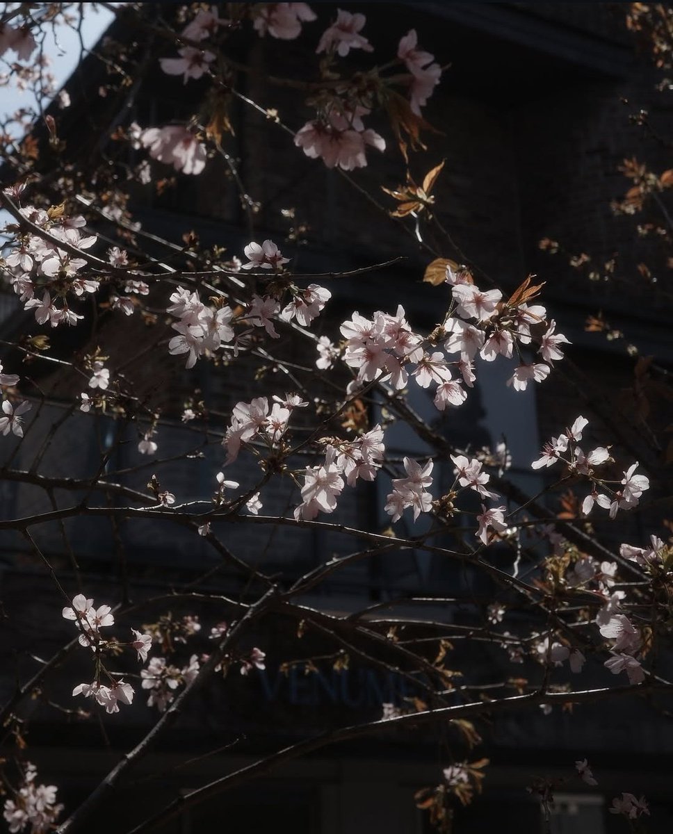 monika_acafan's tweet photo. #cherryblossominkorea #springinKorea #Tawan_V 
Tay's lens                                                  Mine https://t.co/N4HaDnMXno