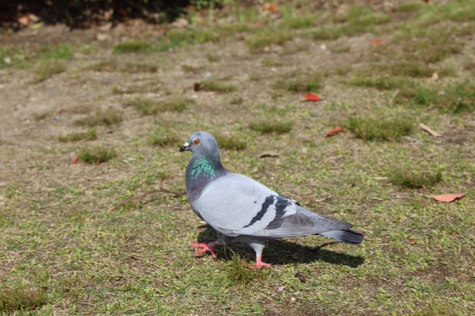 最近一眼レフ触れる機会があったから、鳩撮りまくった 