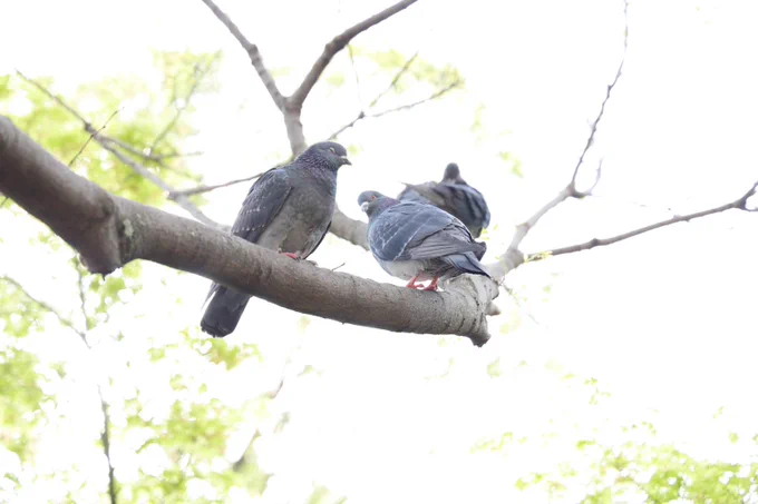 最近一眼レフ触れる機会があったから、鳩撮りまくった 