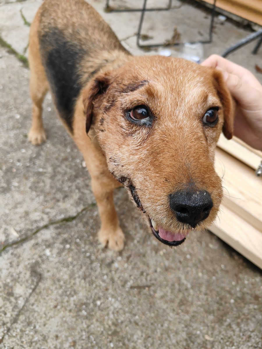 SupportMoe69648's tweet photo. Moe dog's still really hurt but fighting. 🐶 Eating & drinking a bit. Pls support his recovery! ❤️ TikTok: https://t.co/yvfhh0fWug GoFundMe: https://t.co/jLruQzgkau #MoeDog #PetUpdate https://t.co/ao5KpxmLcf