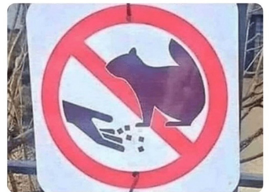 🚫 Prohibido jugar a rol con las ardillas.