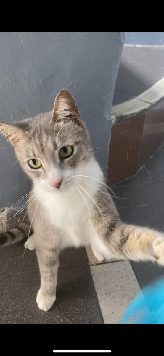 FiskaYenitaFK_'s tweet photo. Kawan² yang lain semua dah dapat home. Tinggal Ashball je. Ashball pun sama, owner pindah &amp; tinggalkan dia macam tu je. :(( &amp; Kalau ikutkan esok due date last boarding dia. 🥹

1 year+
Neuter
Vaccined
Deworm &amp; Deflea

Acik tolonglah adopt saya 🥹 - Ashball https://t.co/lHjdYcCSd6