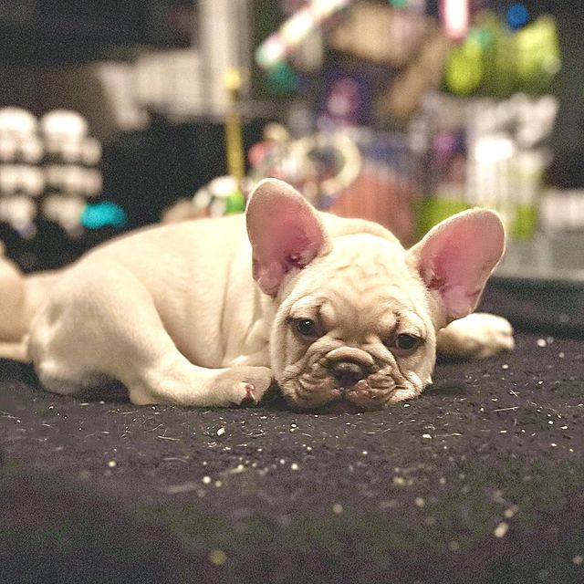 Frenchie_Diary's tweet photo. Need some rest 💤

#FrenchBulldog #FrenchieLove #FrenchieLife #FrenchieOfTheDay #FrenchieGram #FrenchieWorld #FrenchieDaily #ILoveMyFrenchie #CuteFrenchie #FrenchBulldogLovers #DogLovers #FunnyDogs #PetReels #ViralDogs https://t.co/gFQTkP0xkj