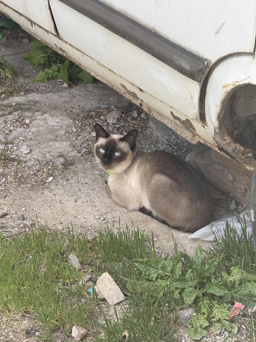 Kayıp İlanı!  
sokakta tasmalı kedi
Ekleyen: Mustafa Temamoğlu
Ankara - Sincan - Fatih
kayiphayvanlar.com/detail/479
#kayıp #kedi #köpek #kayıphayvan #kayıphayvanlar
