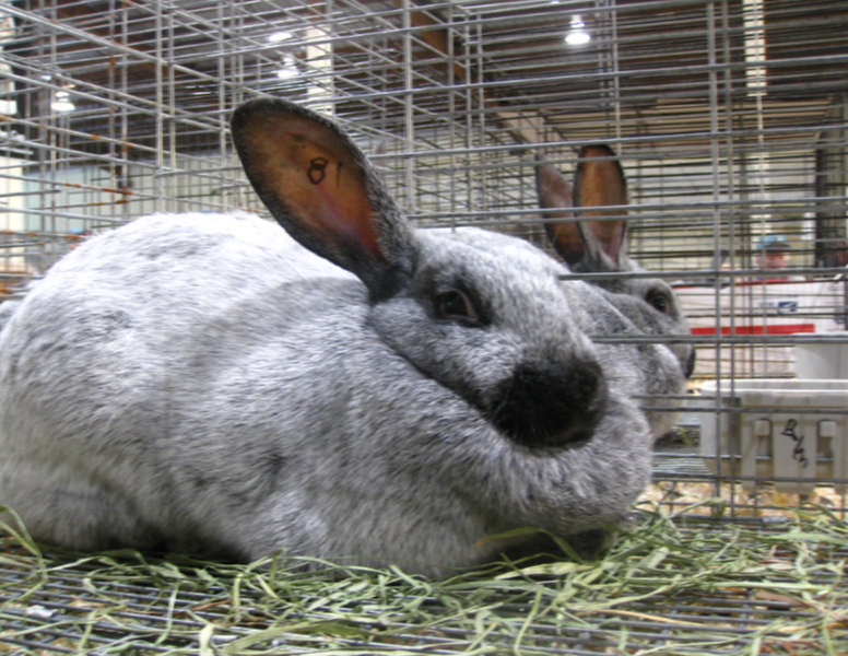 LeandreBaka2's tweet photo. Did you know? A rabbit with rough coat &amp; slow growth may lack zinc or selenium.
✅ Balanced minerals improve fur quality &amp; immune function.
Smart farmers feed complete mineral blocks weekly.
#RabbitNutrition #AgriHopperScience https://t.co/LGFu3nUvNn