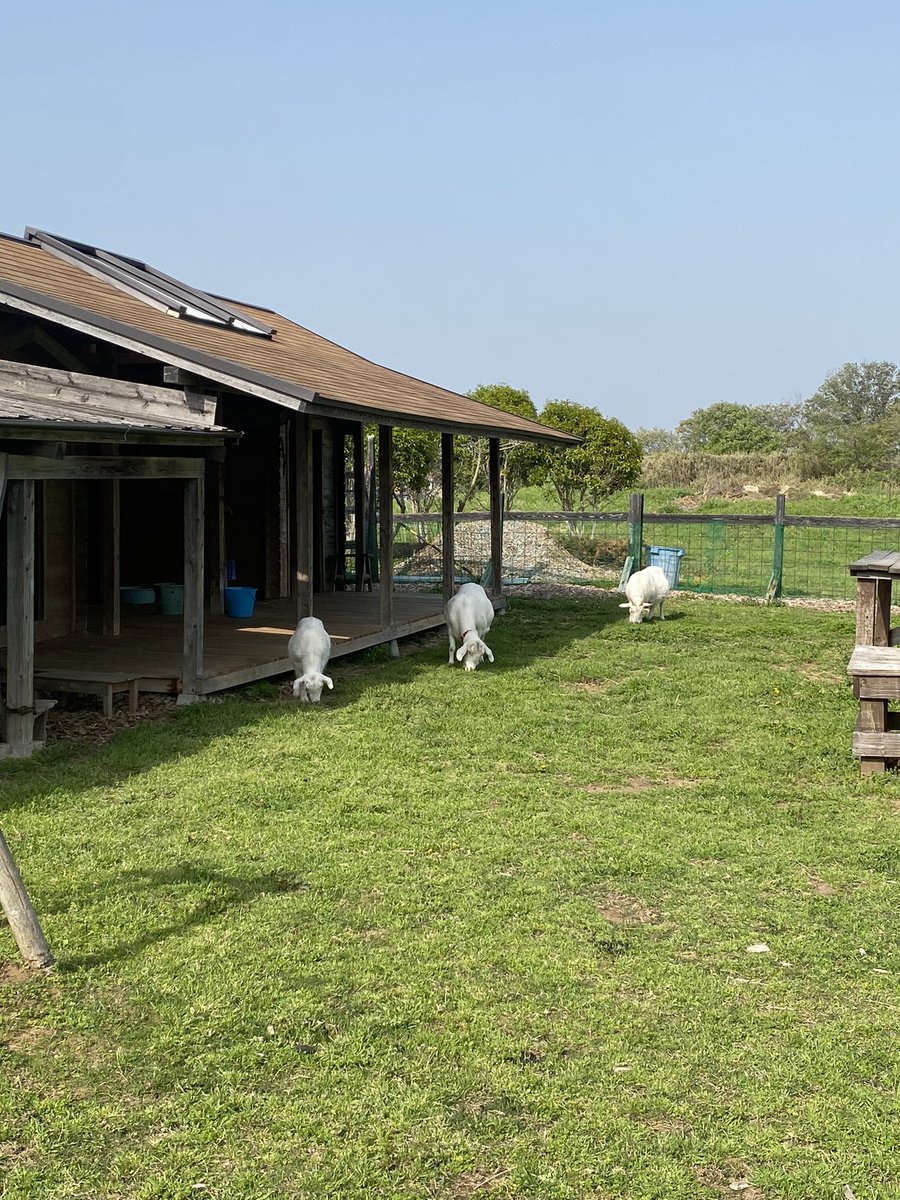 akanu_door's tweet photo. かかりつけの歯医者の敷地にヤギとか鯉とかいるので心を落ち着かせにきている https://t.co/8Y04j6iLpL