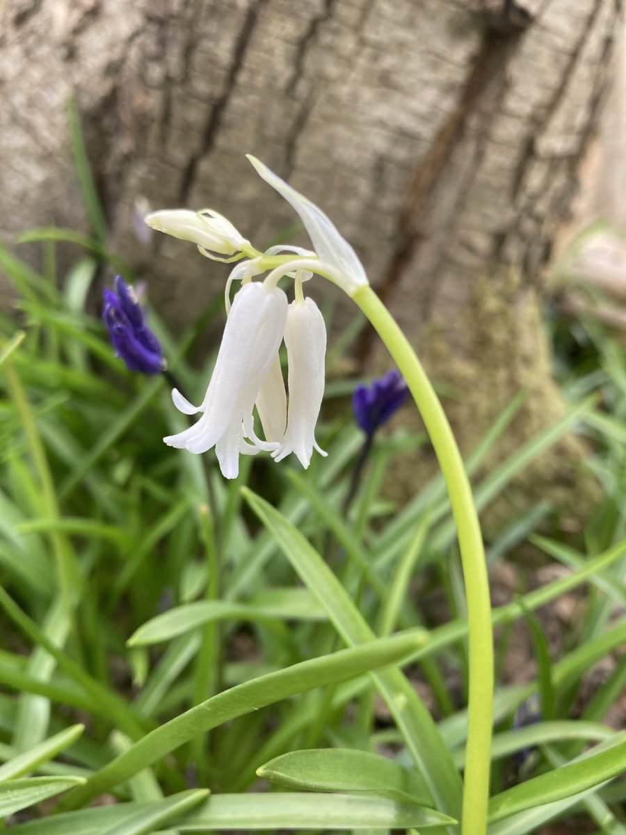 We can’t photograph every English Bluebell in our woodland as it would take years, but we will share some every day 

Bluebell #7

About one in ten thousand is white. We always get about fifty, but never in the same place