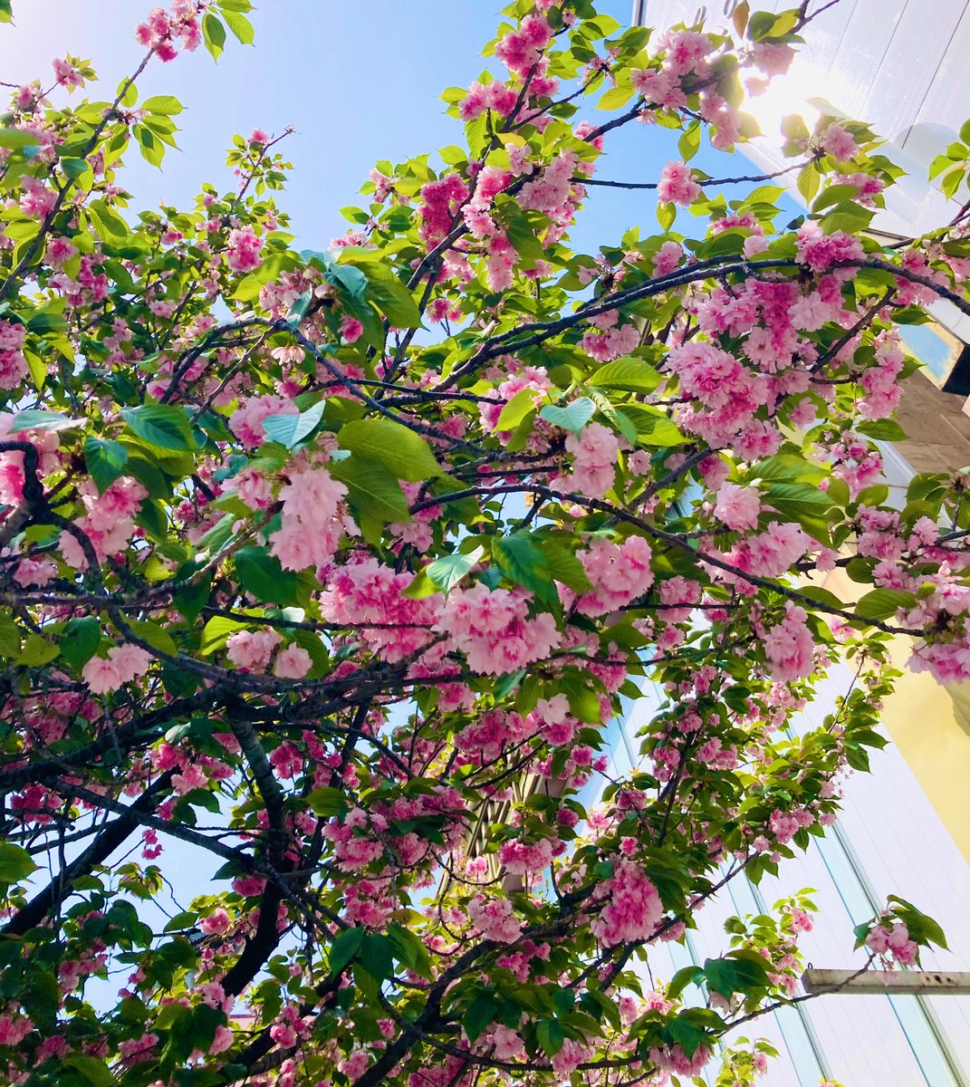 fuu___knm's tweet photo. 暑い🫠もう夏のようだけど、桜が満開🌸
八重桜って桜餅みたい https://t.co/8MUuCFHqFz