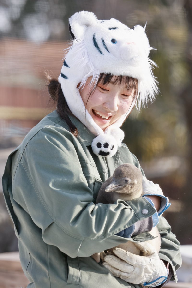 pon_pon_taitai's tweet photo. 担当は海獣やラマなのにペンギン以外で写ってる画像全然ないな…
#頑張る東武の飼育係2025
#東武動物公園 #MYMT
#フンボルトペンギン #ゴマフアザラシ https://t.co/6wdnZVxe5r