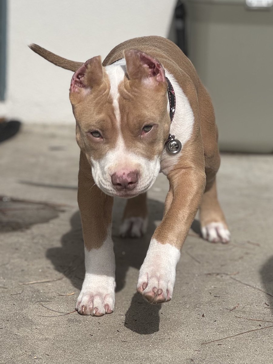 Bosscobullies's tweet photo. ☀️ Located in California 
🗝 #consistencyiskey 
⬆️ #allthewayup 
King Titan ��� #topdogbullies
Gracie Mae 🍑 #pitbullempire 
💻 https://t.co/R1lzoAJbfN 
📲 (925)565-4317 champagne 🍾 LilacTri 💜temperament structure quality ⬆️quantity #visionisclear #doglove #bigdog 🔗 LINK IN https://t.co/XGaIu8mYjV