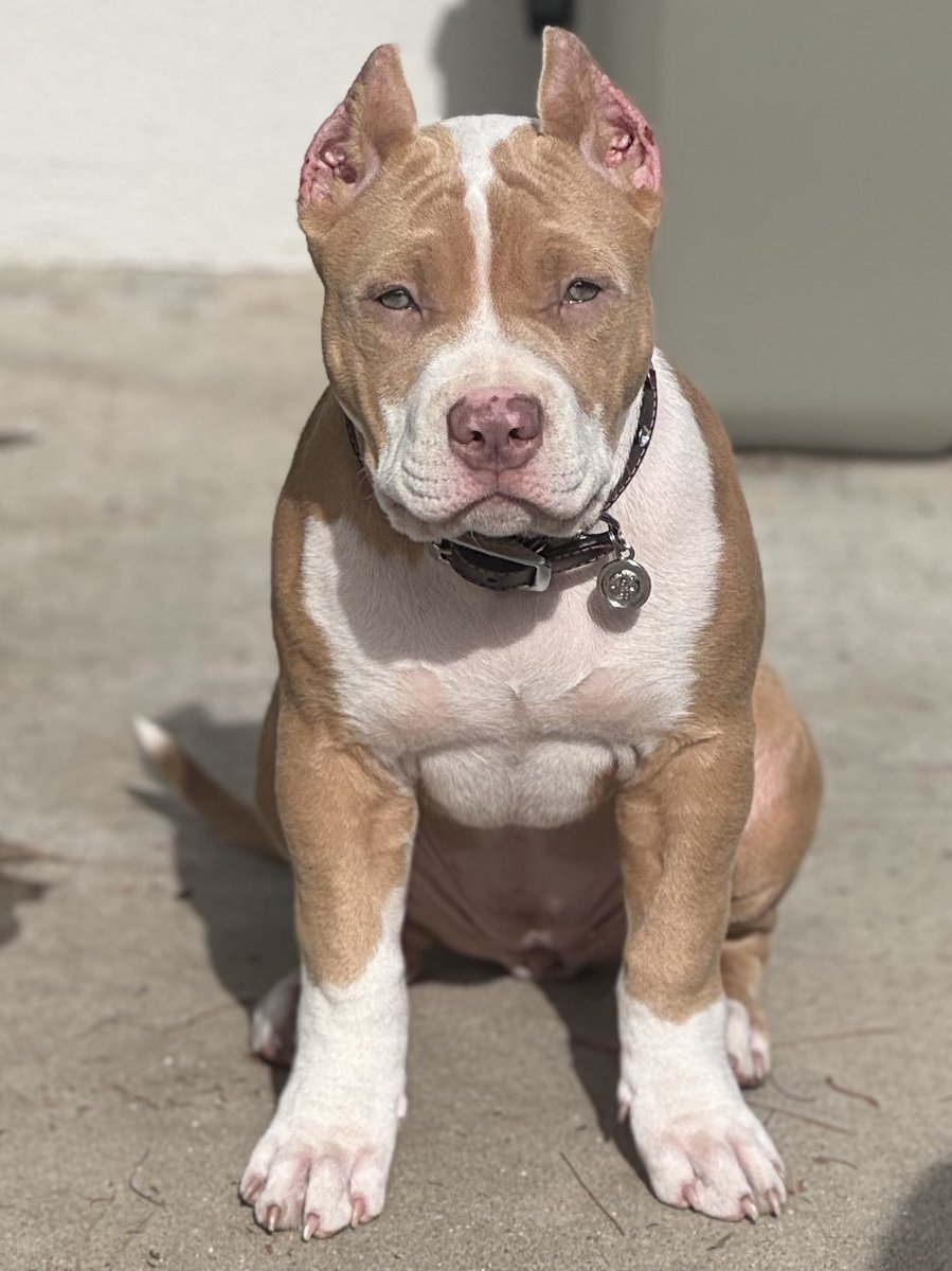 Bosscobullies's tweet photo. ☀️ Located in California 
🗝 #consistencyiskey 
⬆️ #allthewayup 
King Titan ��� #topdogbullies
Gracie Mae 🍑 #pitbullempire 
💻 https://t.co/R1lzoAJbfN 
📲 (925)565-4317 champagne 🍾 LilacTri 💜temperament structure quality ⬆️quantity #visionisclear #doglove #bigdog 🔗 LINK IN https://t.co/XGaIu8mYjV