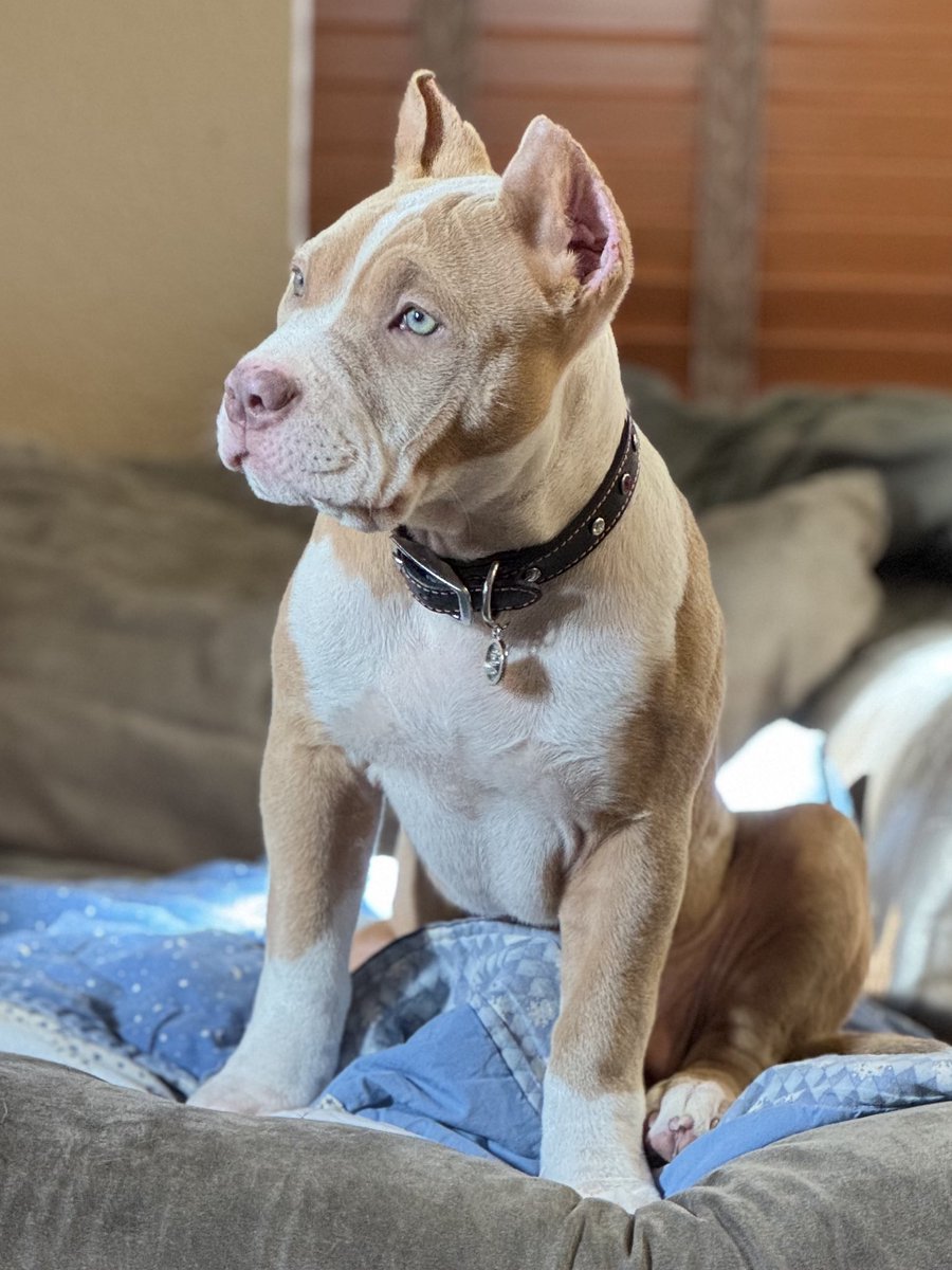 Bosscobullies's tweet photo. ☀️ Located in California 
🗝 #consistencyiskey 
⬆️ #allthewayup 
King Titan ��� #topdogbullies
Gracie Mae 🍑 #pitbullempire 
💻 https://t.co/R1lzoAJbfN 
📲 (925)565-4317 champagne 🍾 LilacTri 💜temperament structure quality ⬆️quantity #visionisclear #doglove #bigdog 🔗 LINK IN https://t.co/XGaIu8mYjV