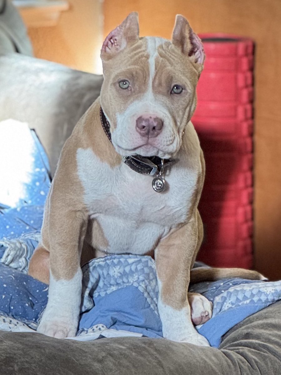 ☀️ Located in California 
🗝 #consistencyiskey 
⬆️ #allthewayup 
King Titan 👑 #topdogbullies
Gracie Mae 🍑 #pitbullempire 
💻 Bosscobullies.com 
📲 (925)565-4317 champagne 🍾 LilacTri 💜temperament structure quality ⬆️quantity #visionisclear #doglove #bigdog 🔗 LINK IN
