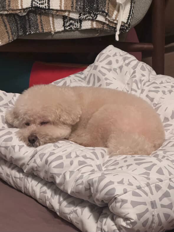 GOT7MarkPH's tweet photo. The way Milo really looks like my dog but in a different shade of ink 🤭 Newly groomed Milo! Honestly, I thought Mark was the one who had a haircut because of the notification 🤣

#marktuan #got7 #milotuan https://t.co/si6UxQfmk6