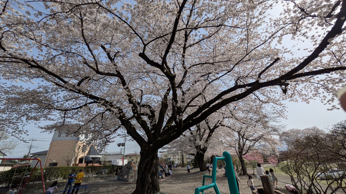 aisya_nft's tweet photo. やっと我が地域も桜が咲いた https://t.co/lxbf3YOFfB