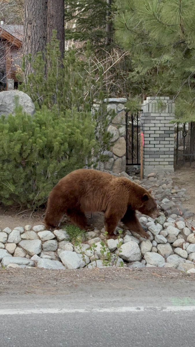 Seeing a bear casually strolling near my house in tahoe never gets old…