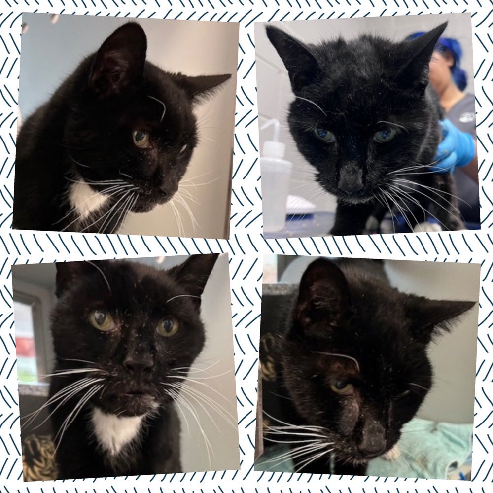 Kimberlykokourt's tweet image. Handsome #Splinter Is A 14 Year Old Male N Black/White #Cat From The #QueensACC Who Has Some Dental &amp;amp; Gum Issues That Need To Be Taken Care Of At A Veterinarian! Plus He Is Underweight! #ID224217 Owner Facing Eviction! Level 1! Cat Friendly! #CatsOfX #NYCACC #Donate #Foster RT