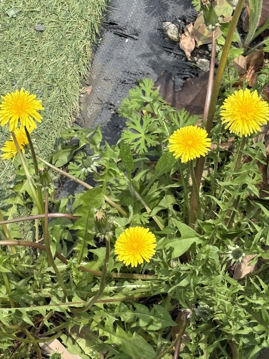 waruta_jp's tweet photo. 天気も良く気持ち良い季節のはずなのに、不安と共になんかモヤモヤしたモノが溜まってきます。　花を見ると安らぎます。 https://t.co/vdUWm8C8cu