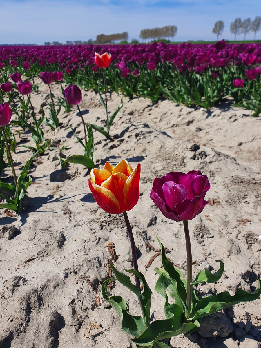 rovadrie's tweet photo. #goede morgen deze #zaterdag One, Two...and Three 🌷🌷🌷, of a kind voor #camer_a_pril 📸
Het blijft bijzonder al deze prachtige velden 👌🏻😍
@jolandabrwr #tulpen #tulpenveld
#goereeoverflakkee https://t.co/jChXo7nhQU