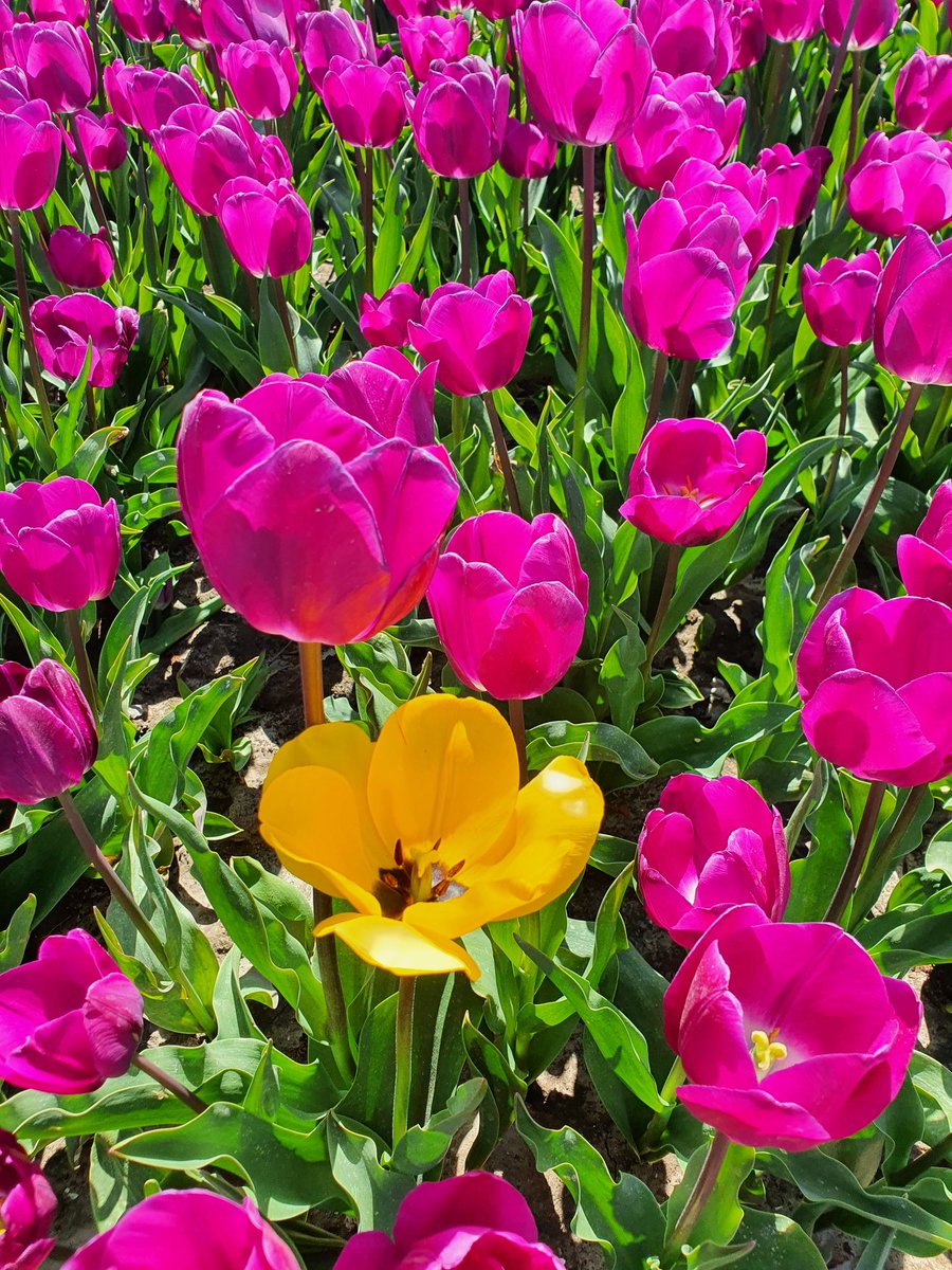 rovadrie's tweet photo. #goede morgen deze #zaterdag One, Two...and Three 🌷🌷🌷, of a kind voor #camer_a_pril 📸
Het blijft bijzonder al deze prachtige velden 👌🏻😍
@jolandabrwr #tulpen #tulpenveld
#goereeoverflakkee https://t.co/jChXo7nhQU
