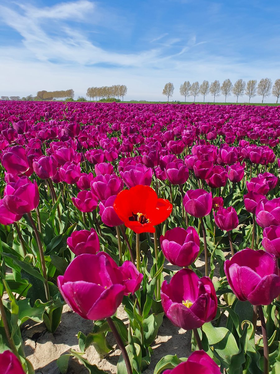 rovadrie's tweet photo. #goede morgen deze #zaterdag One, Two...and Three 🌷🌷🌷, of a kind voor #camer_a_pril 📸
Het blijft bijzonder al deze prachtige velden 👌🏻😍
@jolandabrwr #tulpen #tulpenveld
#goereeoverflakkee https://t.co/jChXo7nhQU