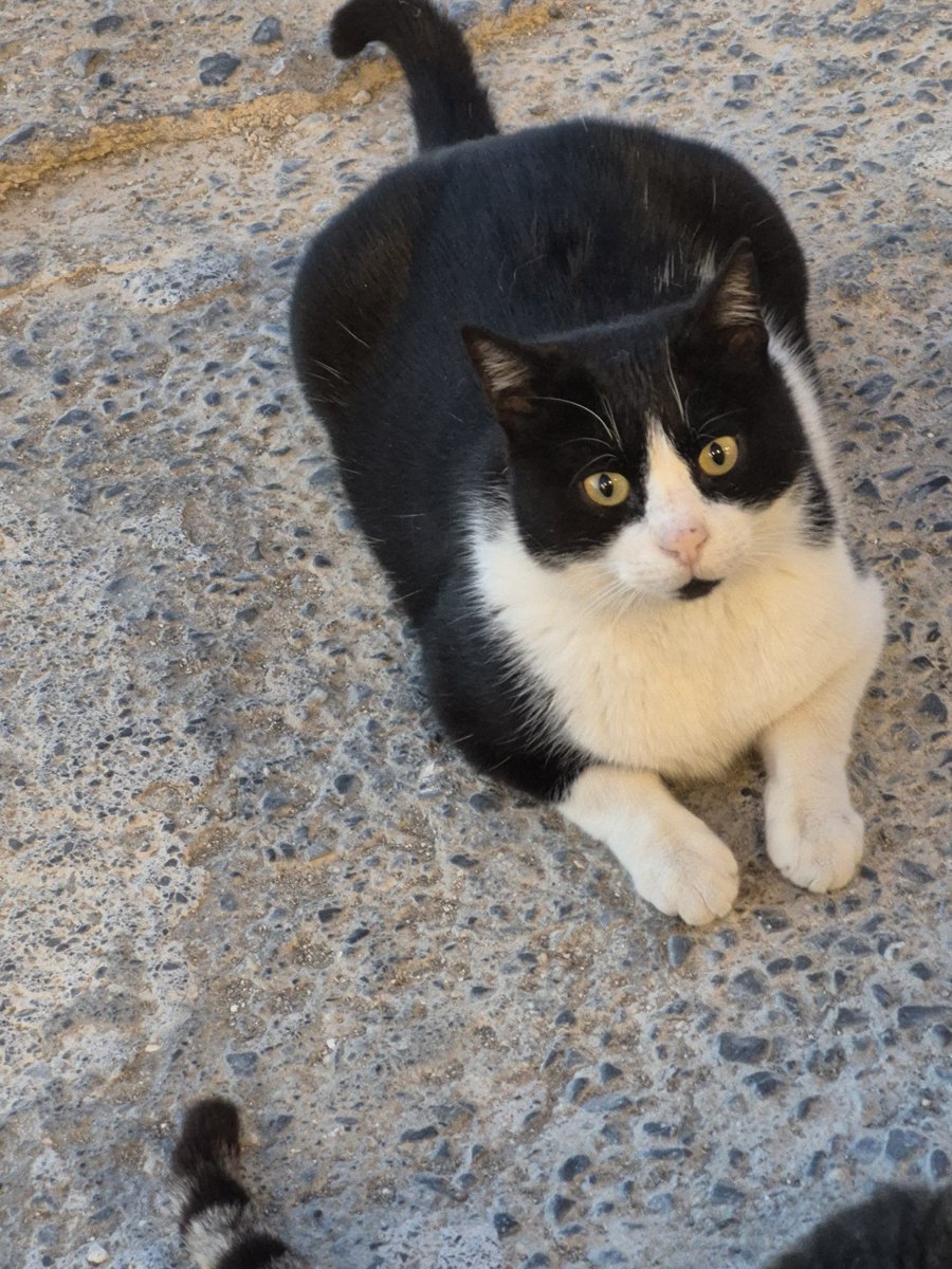 LadyEginthorp's tweet photo. Crete cat wanting more meatballs!

#Caturday https://t.co/pey5cjngY0