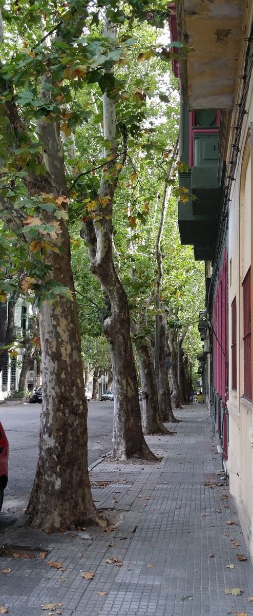 arboles_magicos's tweet photo. Los estudios realizados en varias ciudades del mundo demuestran que la presencia de árboles reduce la delincuencia, favorece la inclusión social y la salud y disminuyen los accidentes de tráfico. https://t.co/wVbpENnmna