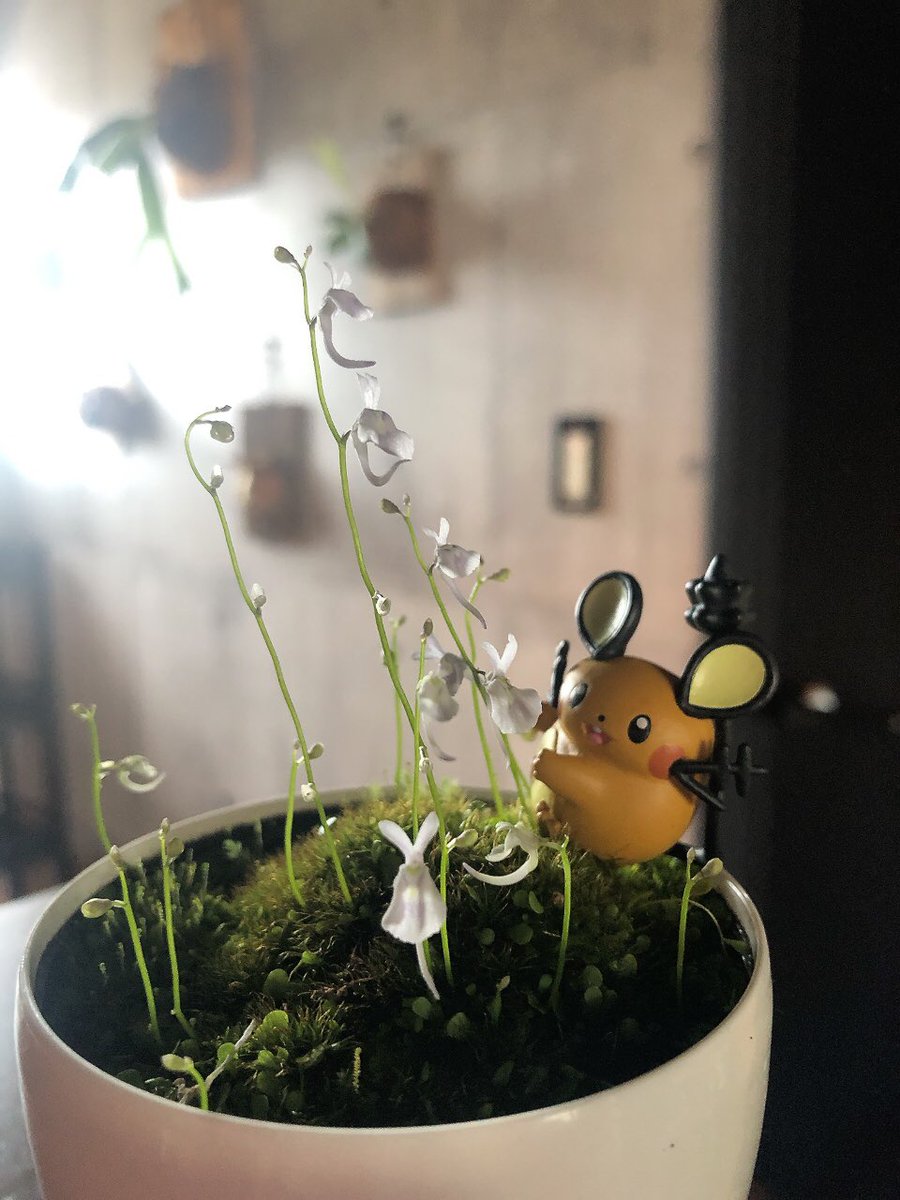 sofvi_melt's tweet photo. 春です
#デデンネ #ポケモン #うさぎごけ https://t.co/H8JqiF11iw
