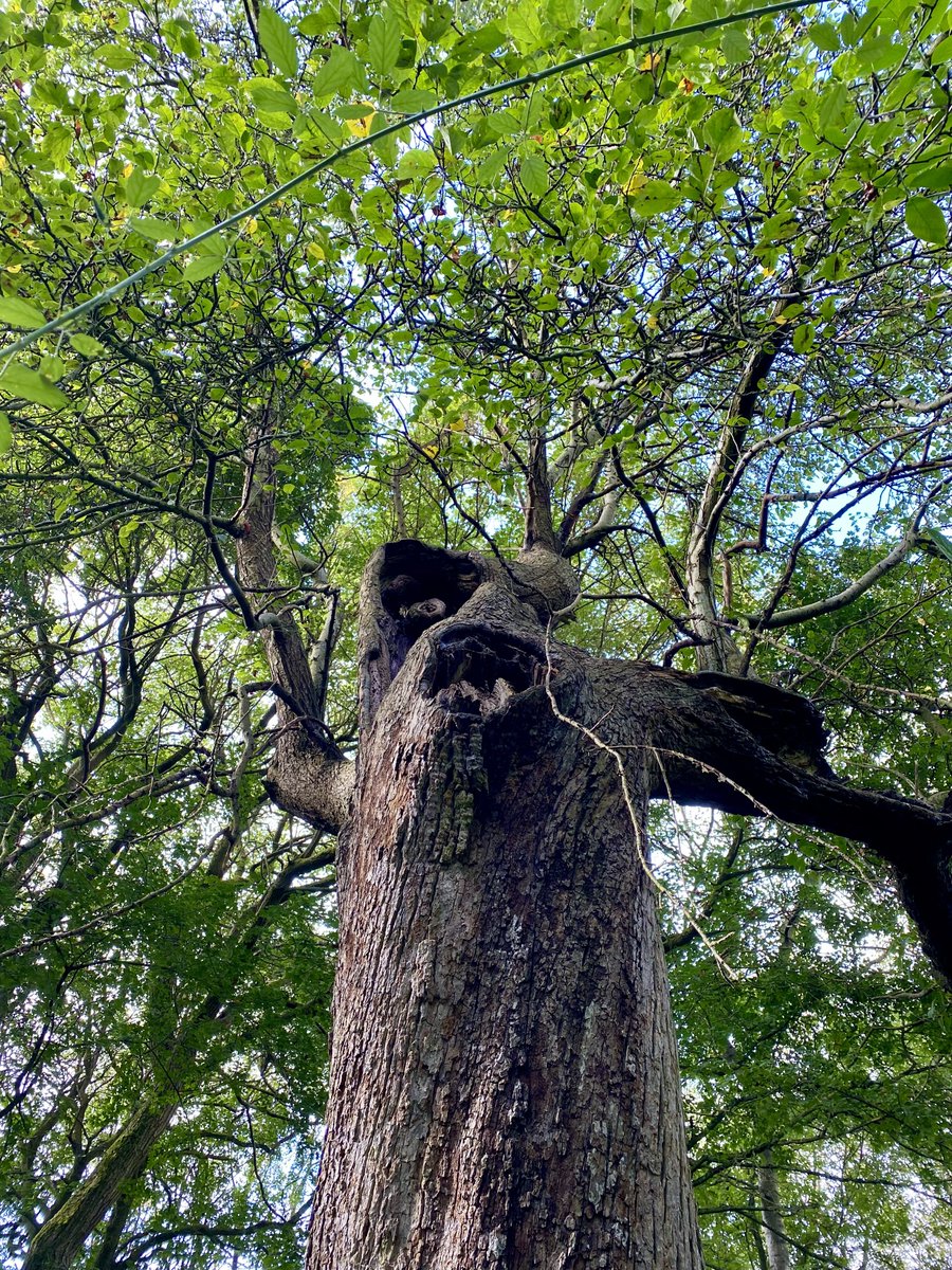 TiCLme's tweet photo. Clue: Itβs thought to be the oldest crab apple in the country π³π
Q. #HowOld is this tree at Howe Park @TheParksTrust ? π€
A. https://t.co/sRXisuIumA
Great Trees of Britain #GTOB ππ³π¬π§ @TiCLme https://t.co/qlOAMqY6Yy
