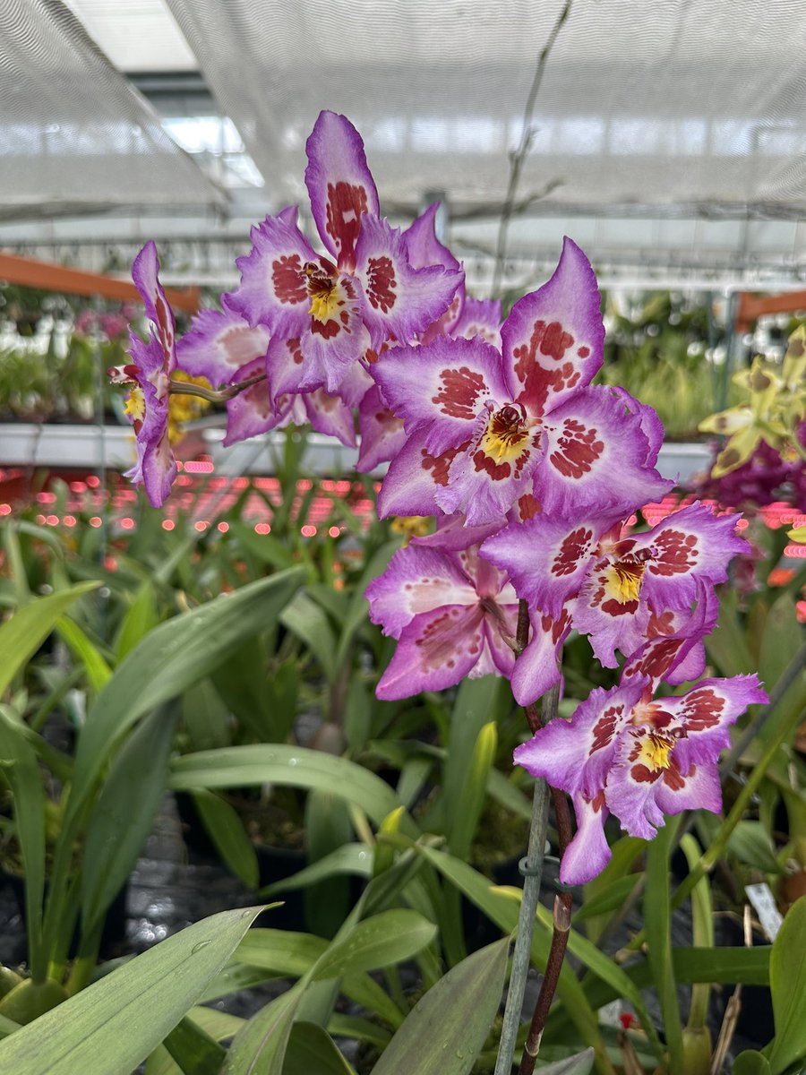 Oncidium Amberely with pinky purple colourings and dark spots is very popular with many heading to new homes and funds helping to support our conservation work. If you are interested in purchasing an Oncidium do get in touch. 🌿

#orchids #orquídeas #nature #conservation