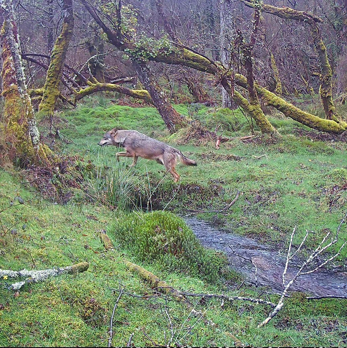 Andoni Canela tweet media