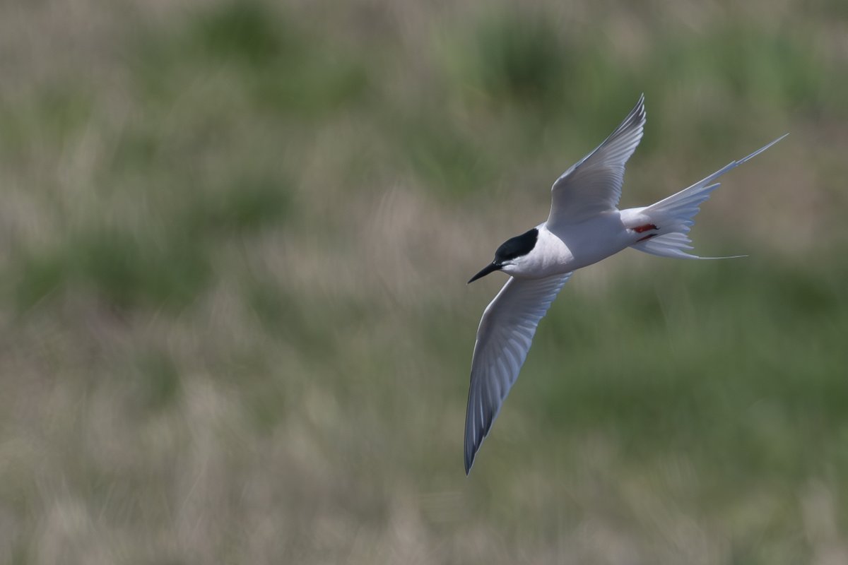 Evan Atkinson (@evanatk09382591) on Twitter photo Fantastic views of the stunning Roseate Tern at <a href="/WWTWelney/">WWT Welney</a> on Thursday. Such an elegant tern and awesome to see it in almost full summer plumage. Couple of pics below. Fantastic views of the stunning Roseate Tern at <a href="/WWTWelney/">WWT Welney</a> on Thursday. Such an elegant tern and awesome to see it in almost full summer plumage. Couple of pics below.