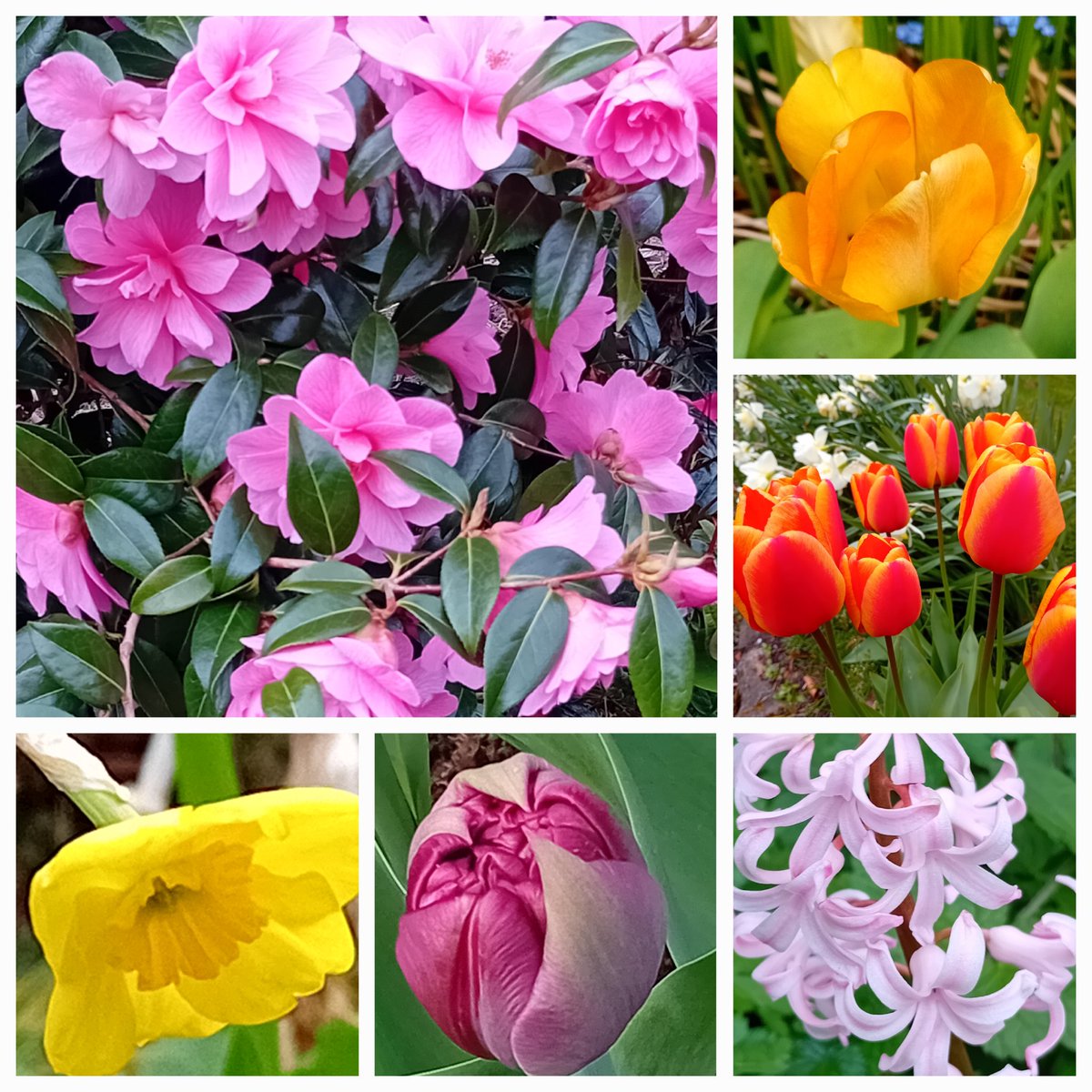 aNorthernGarden's tweet image. Good morning gardening Tweeps.  Camellia, tulips, hyacinth and a tiny daffodil in my #SixOnSaturday for Easter weekend.
#gardens #Flowe
