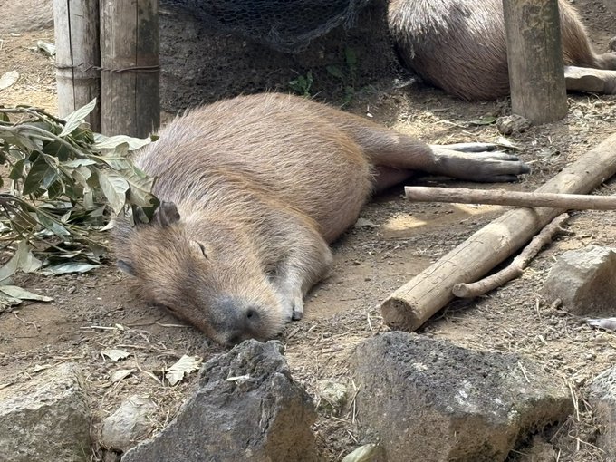 シャボテニング動物公園 