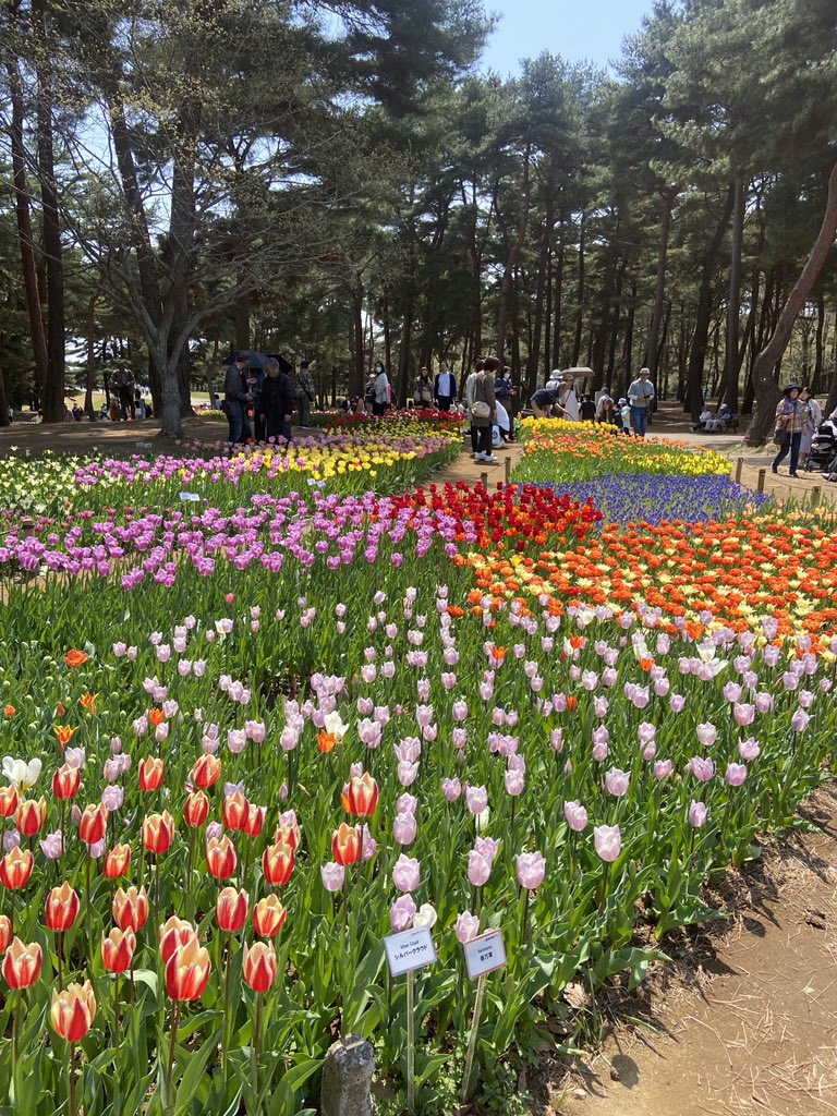 ネモフィラはまだ満開じゃなかった
#ひたち海浜公園