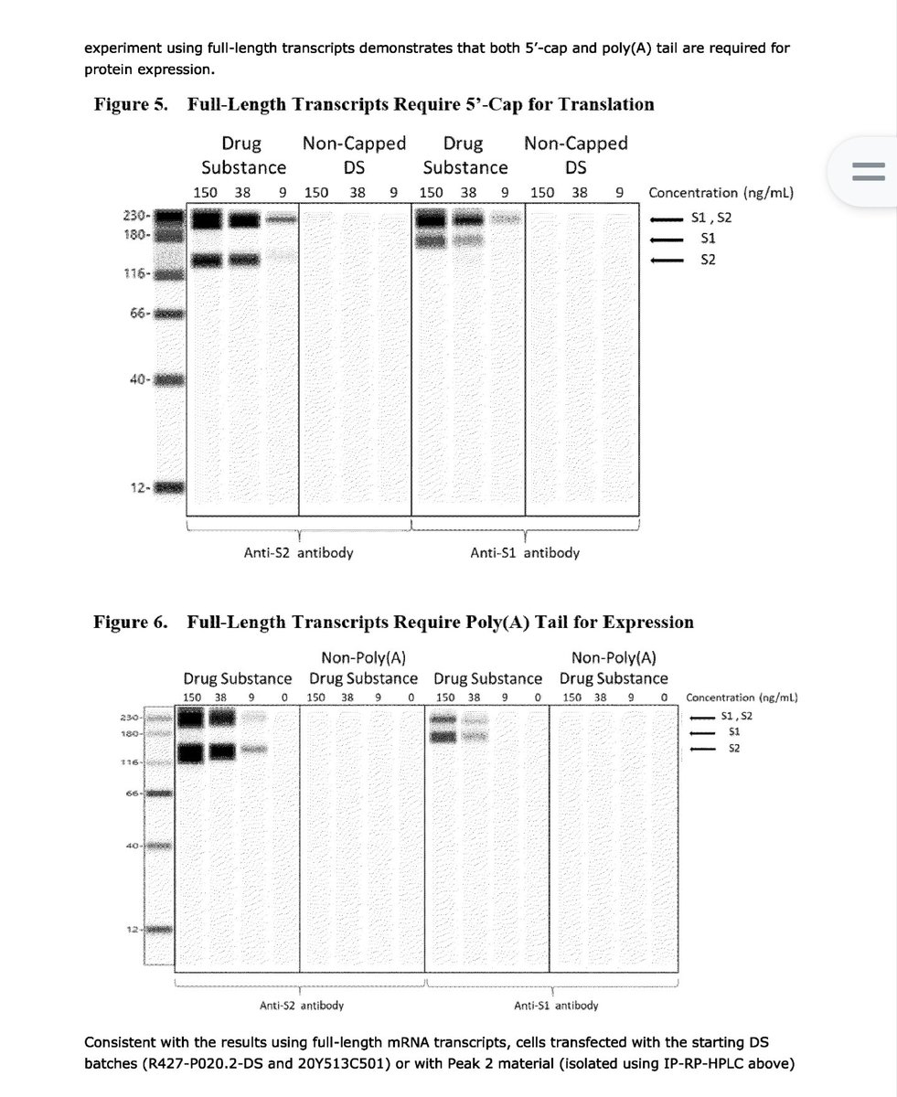 53v3n0fn1n3's tweet image. Don't know what you are talking about. Jean-Michel Race is even protected by black lines on the EMA rolling review for the genetic contaminated products using faked western-blots provided by Andreas Kuhn at BioNTech.
#BlotGate
