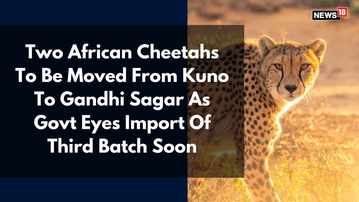 CNNnews18's tweet photo. The male coalition will be moved from Kuno to Gandhi Sagar on April 20. Only 12 adult African cheetahs and 14 captive-born now remain in India out of the 20 airlifted over the two years
Writes: @Srish__T | #AfricanCheetahs #Male #India
https://t.co/iYr2dAOCUH https://t.co/fwJK9zyiYd