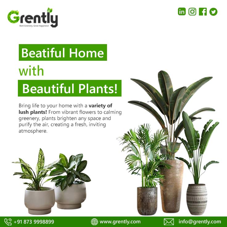 GoGrently's tweet photo. ✨Style your space the Grently way — Lush, Luxurious, and Low-Maintenance.
Designer planters. Beautiful plants. All without the fuss.
.
.
#JaipurHomes #LuxuryLiving #ArecaPalm #PlantDecor #HomeVibes #GreenInteriors #DesignerPlanters #HomeDecorInspo #IndoorJungle #PlantStyling https://t.co/TGoDxhLi8B